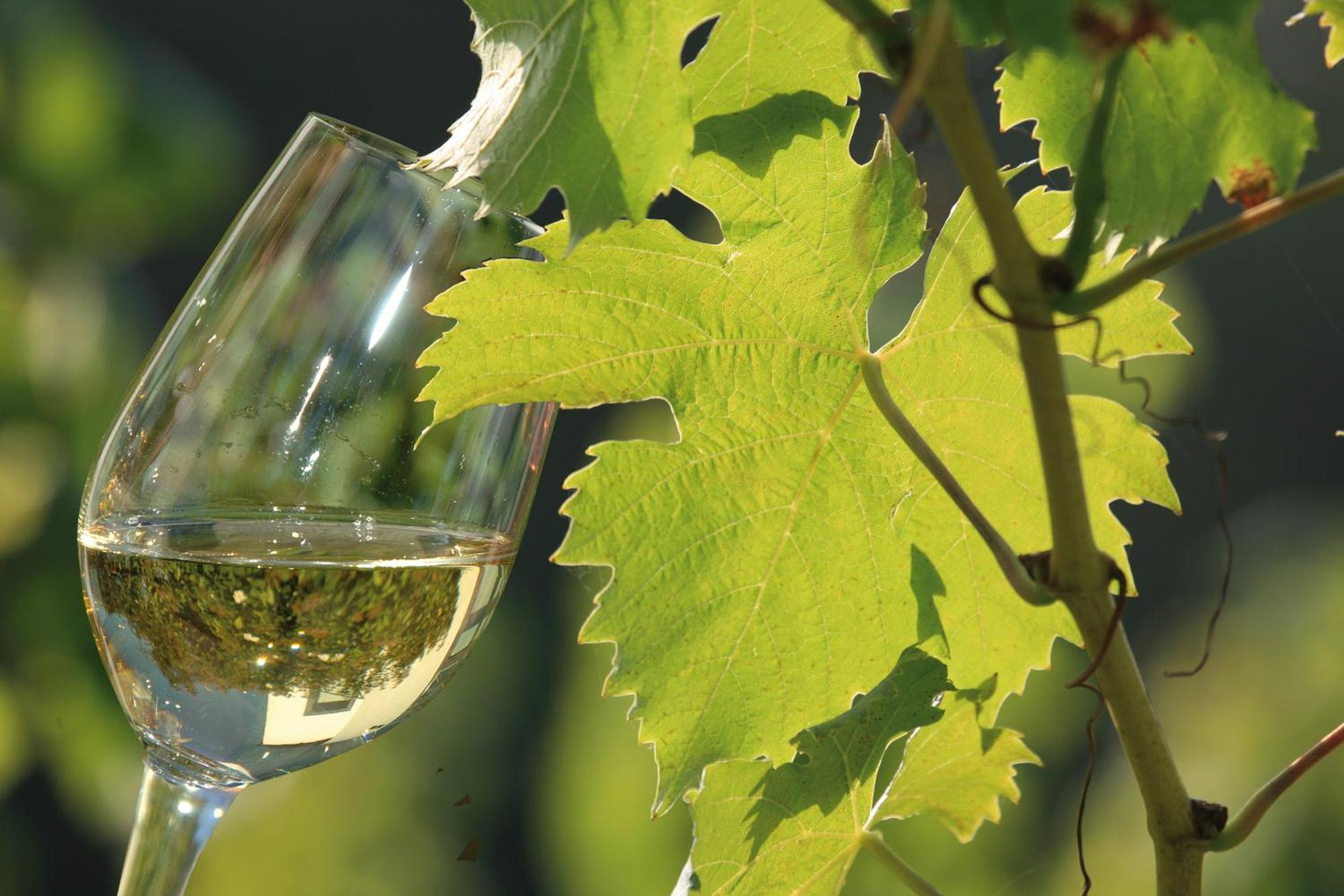 Weingut Rosenbaum Apartment Briedel Bagian luar foto