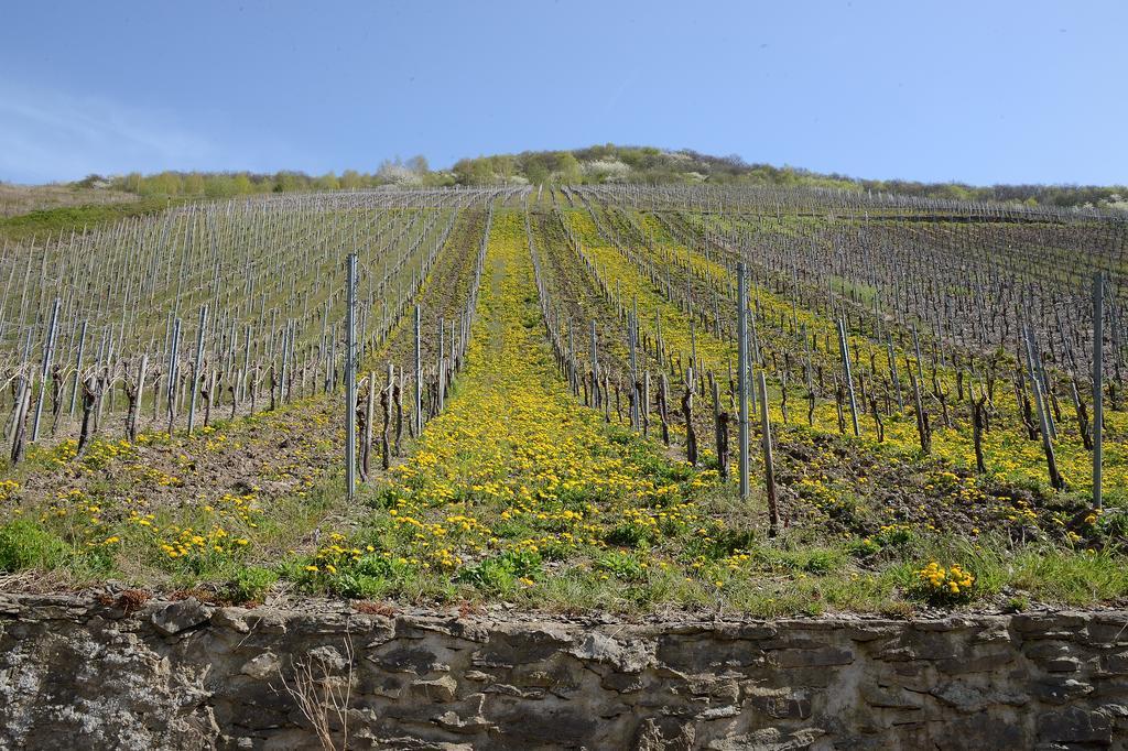 Weingut Rosenbaum Apartment Briedel Bagian luar foto